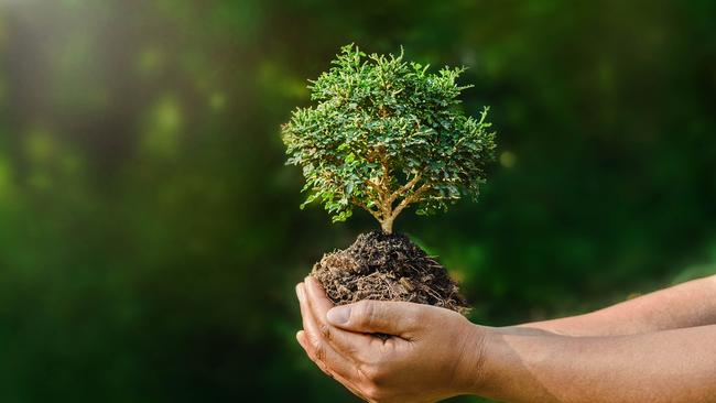 More greening projects are planned for Darwin streetscapes in the year ahead. Picture: iStock