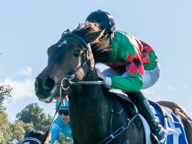 Glenfinnan can build on a strong first-up second  when he heads to The Valley on Friday night. Picture: Racing Photos via Getty Images.