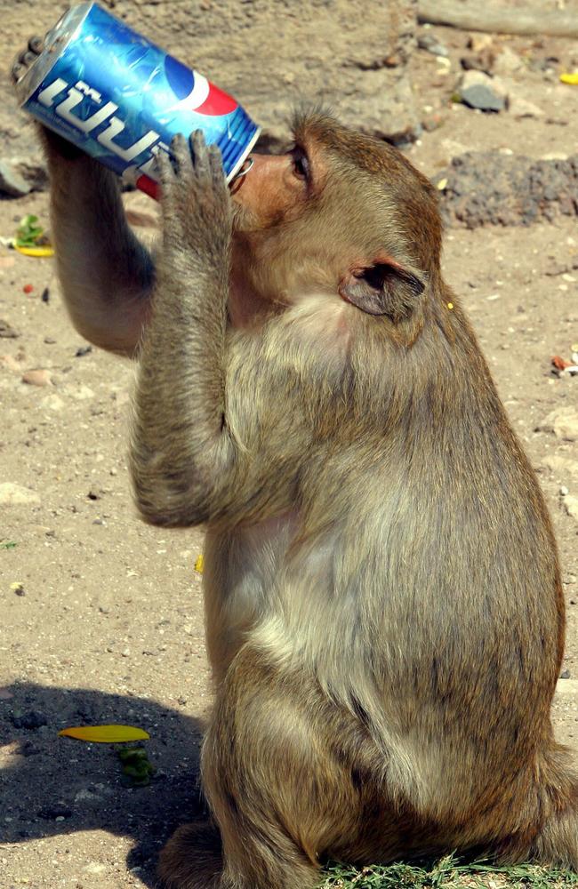 Lopburi’s monkeys have long been a tourism attraction.