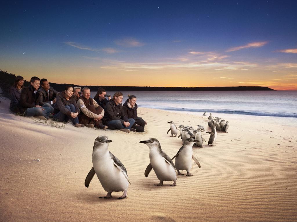 Phillip Island Penguin Parade
Photo courtesy Visit Victoria