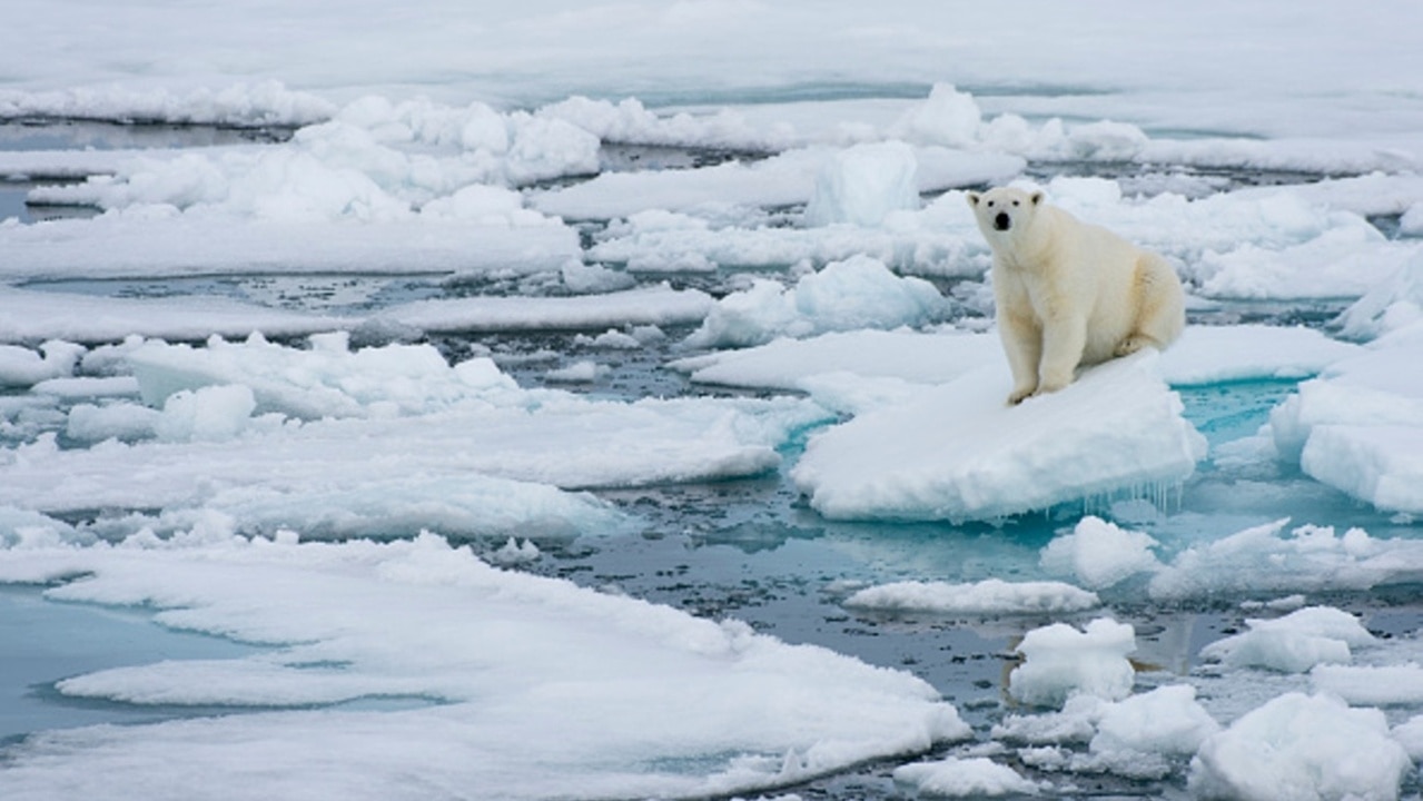 Melting ice threatens polar bear survival
