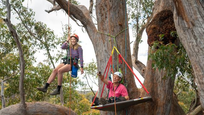 Visitors to the Huon Valley's Grove of Giants experience what it's like to be up a 60m tree during a recent open day hosted by the Tree Projects