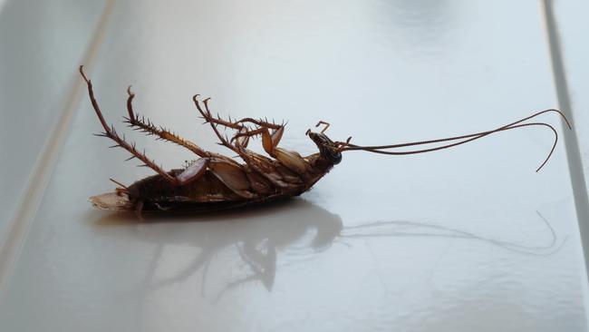 The council did not detail how many breaches involved pests like rats and cockroaches. Picture: iStock