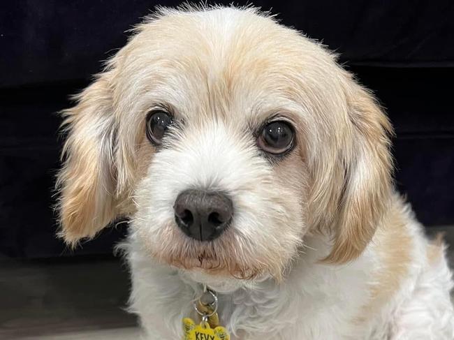 15-year-old cavoodle Kevy was killed after he was mauled by two other dogs. Picture: Victoria Police