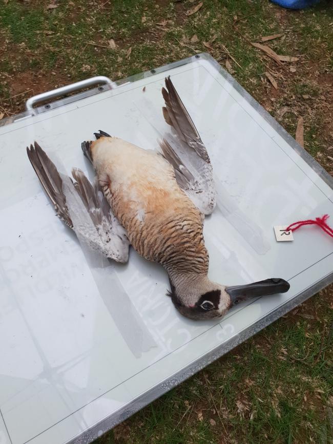 Many threatened species of ducks and other non-game species were killed and injured during day one of the 2023 duck hunting season.