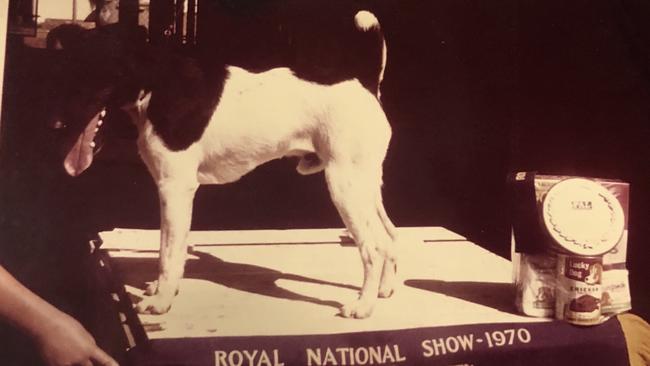 Rinty, the unlikely winner of Best in Show at the 1970 Brisbane Ekka. (Pic: Margaret Wenham)