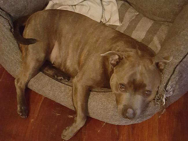 Sleep time: Mildura’s Claudia Homeyer sent in this picture of her dog, Dora.