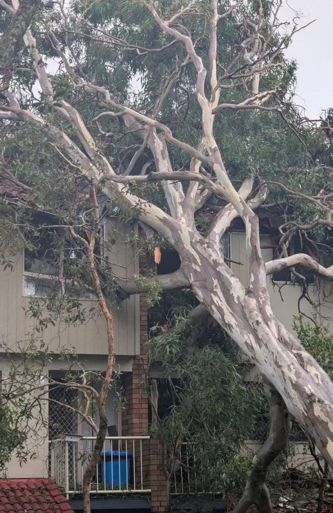 A gum tree which crashed into a home in Currumbin during Tropical Cyclone Alfred.