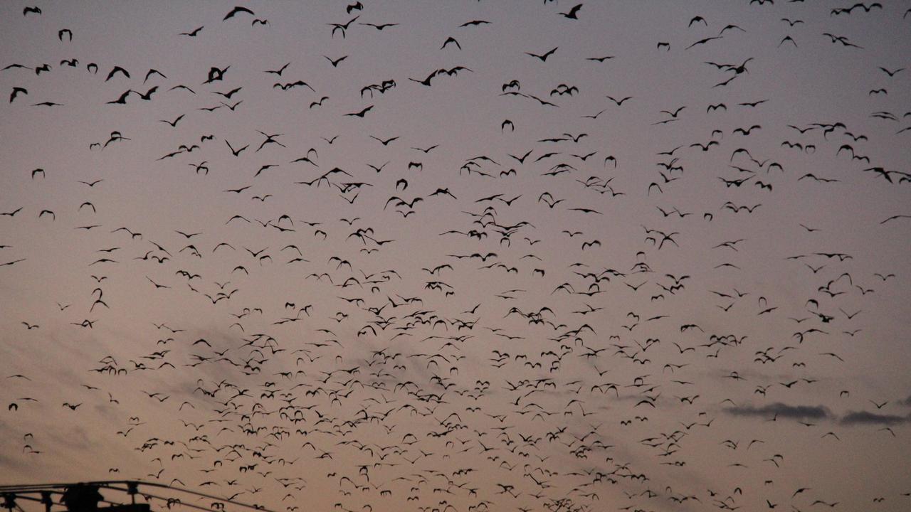 Cold country to bat country: Residents’ divided over flying foxes