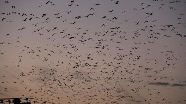 Cold country to bat country: Residents’ divided over flying foxes