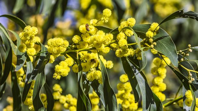 The tiny pompoms of wattle, the blasts of very Australian yellow, are a seasonal heart-lift. Picture: istock