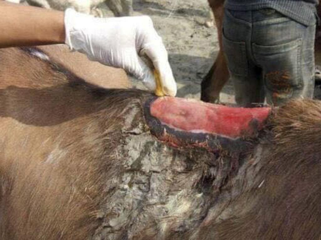 Injuries from a saddle. Picture: Caters News Agency