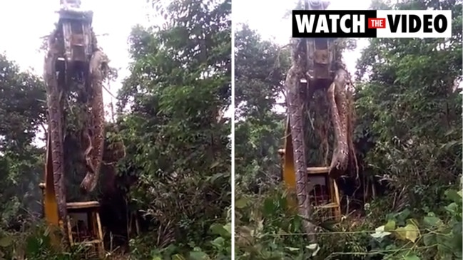 World's biggest snake lifted by digger