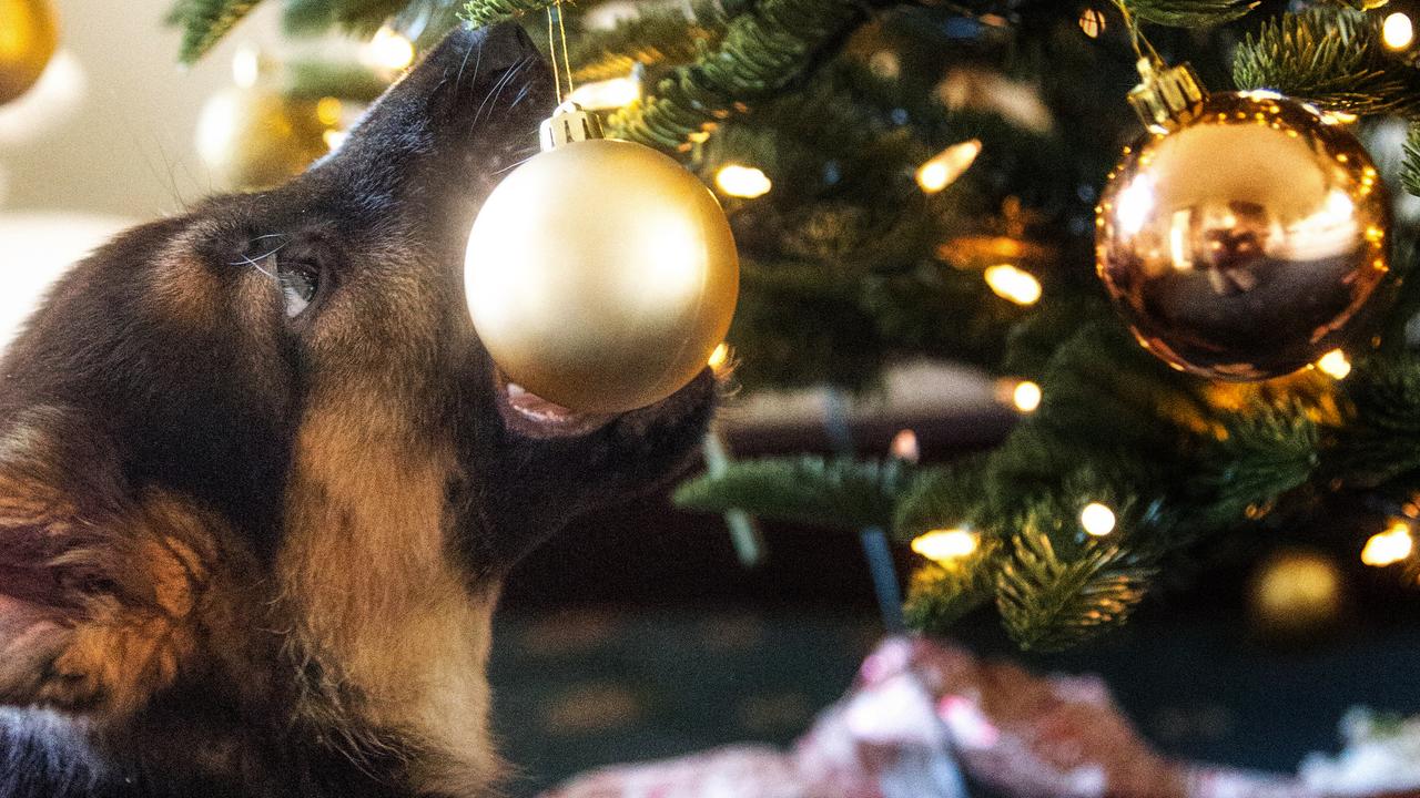 can dogs die from eating christmas trees