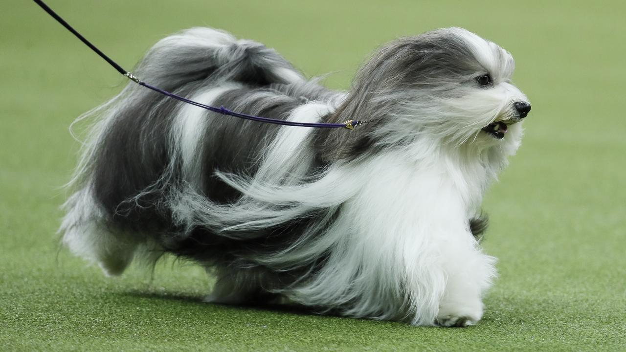 Bono, the Havanese, made the final. Picture: AP