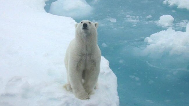 A polar bear on an Arctic ice sheet.