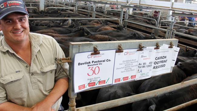 Rodda Manning, Davilak Pastoral Co at Mansfield, with their line of carbon assessed Angus steers at Wangaratta calf sale on January 5. Picture: Jenny Kelly