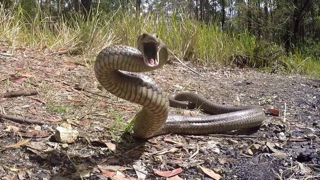 Residents of the Darling Downs have been reminded to apply caution with more snake sightings expected as temperatures start to rise.