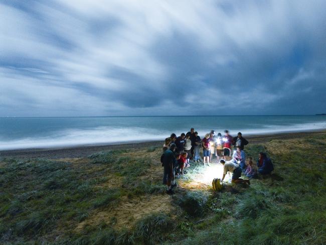 Turtles Hatching at Mon Repos Conservation Park, Queensland. Picture: Tourism Queensland.