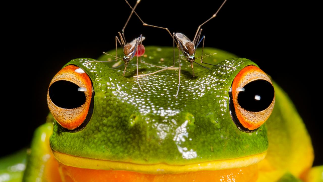 Capturing Australia’s animal magic