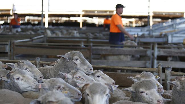 Sheep being loaded on trucks bound for live export in Western Australia in March 2023. Picture: Philip Gostelow