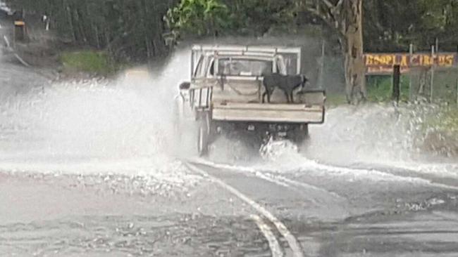 A car drives through floodwaters at Mooball St, Murwillumbah as a dog watches on. Remember, if it's flooded, forget it. Picture: Daniel McKenzie