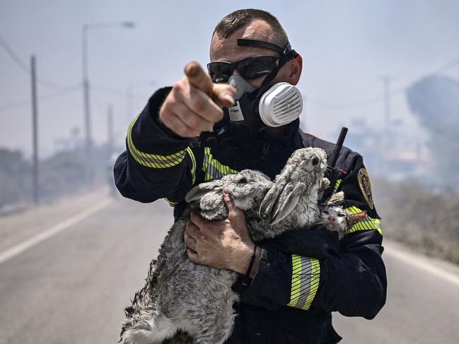 TOPSHOT - A fireman gestures and holds a cat and two rabbits after rescuing them from a fire between the villages of Kiotari and Gennadi, on the Greek island of Rhodes on July 24, 2023. Firefighters tackled blazes that erupted in peak tourism season, sparking the country's largest-ever wildfire evacuation -- and leaving flights and holidays cancelled. Tens of thousands of people have already fled blazes on the island of Rhodes, with many frightened tourists scrambling to get home on evacuation flights. (Photo by Spyros BAKALIS / AFP)