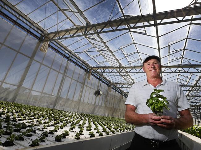 Hills Transplants manager Stephen Hill holding a basil plant in the glass house at Don.