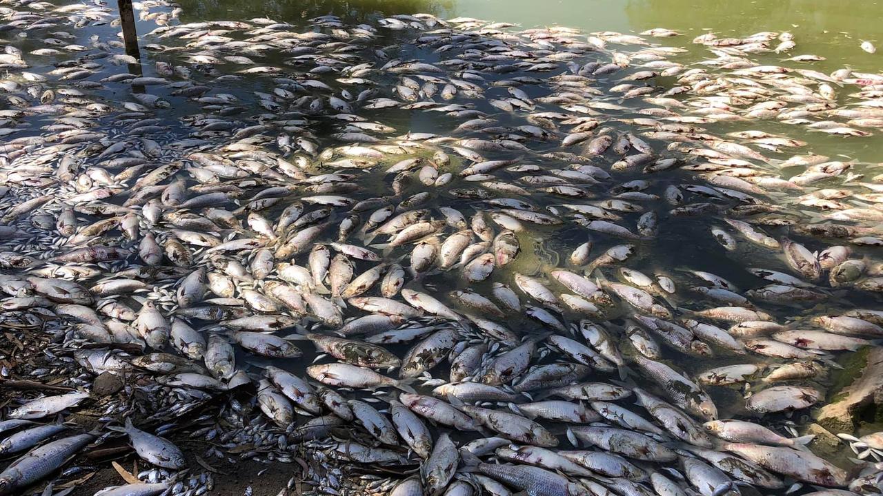 There was a mass fish death in the Menindee region.