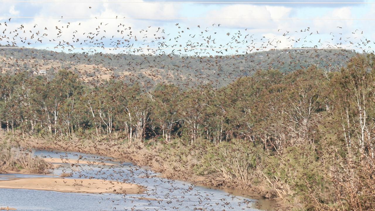 A 2021 research review looking at the success of roost dispersal across the country indicated there were over 100,000 flying foxes in Gayndah before dispersal attempts were run from 2011 to 2013. Pictured was an active roost along the Burnett River in Gayndah in 2011. Photo: Rose Reed / Central & North Burnett Times