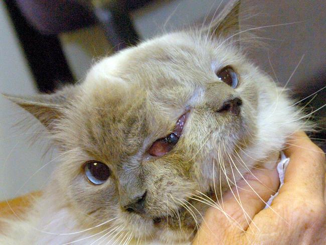 RIP ... Frank and Louie, the world’s oldest two-faced cat. Picture: AP