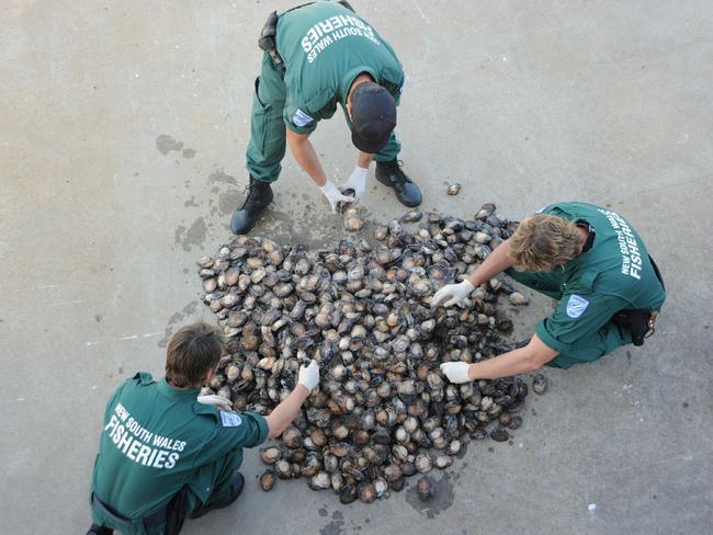 NSW Fisheries officers counting and measuring abalone shells.