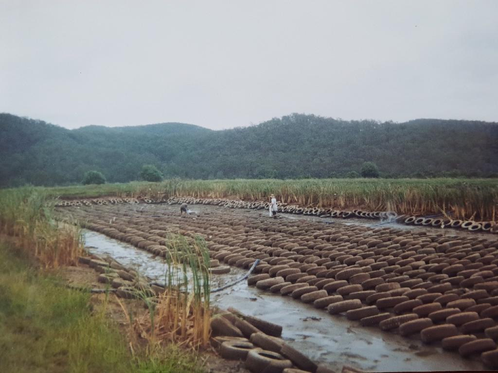 The Beenleigh Crayfish Farm in the mid-90s. – Photo Supplied Copyright Unknown