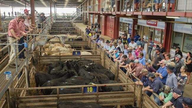 LIVESTOCK: Pakenham cattle sale 10.11.22Pakenham cattle sale 10.11.22PICTURED: Pakenham cattle sale PICTURE: ZOE PHILLIPS