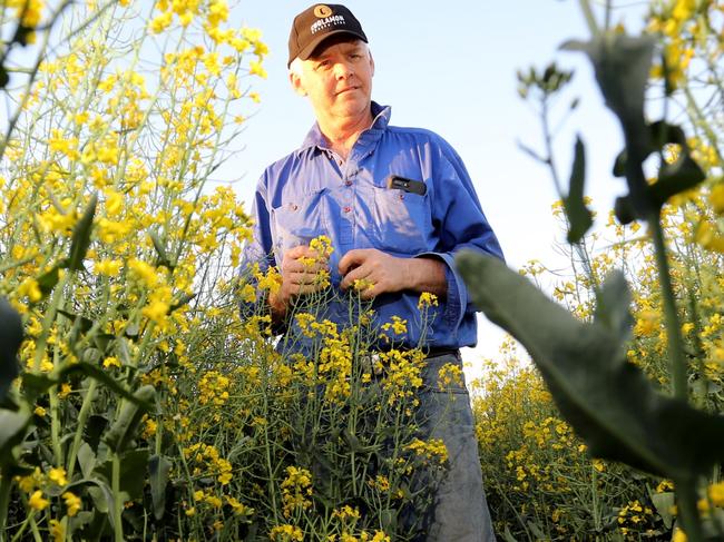 Gregadoo Park canola farmer Andrew Dumaresq is hoping for rain in the next two weeks or will lose his current crop. Picture: Brad Newman