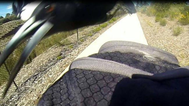 A magpie swoops on James Wood in Carrum Downs, Melbourne. Picture: James Wood