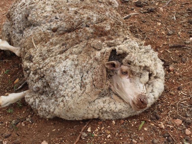 An emaciated sheep was with “severely overgrown” fleece was humanely euthanised on site. Picture: RSPCA