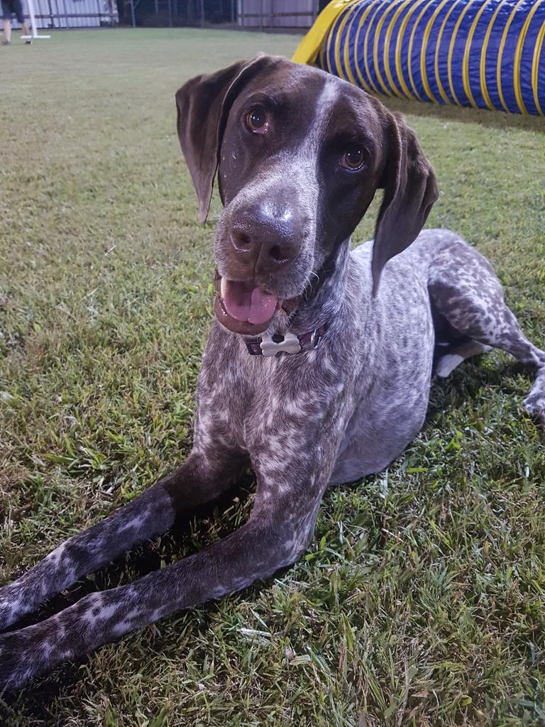 Amber Os – Amber Os is an 12-year-old GSP. She enjoys bird watching, running on the beach, chilling in the aircon and hanging out with her humans, She has recently retired from dog sports and is living her best life.