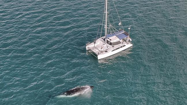 The nationÃ¢â&#130;¬â&#132;¢s only private and skippered overnight humpback whale watching experience is being launched on the Fraser Coast.