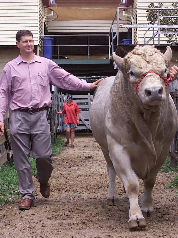 Lawrence Springborg with a bull at the Gracemere Saleyards in central Queensland during the 2001 election campaign, when Springborg was Deputy Leader of the Opposition. Picture: Rob Maccoll