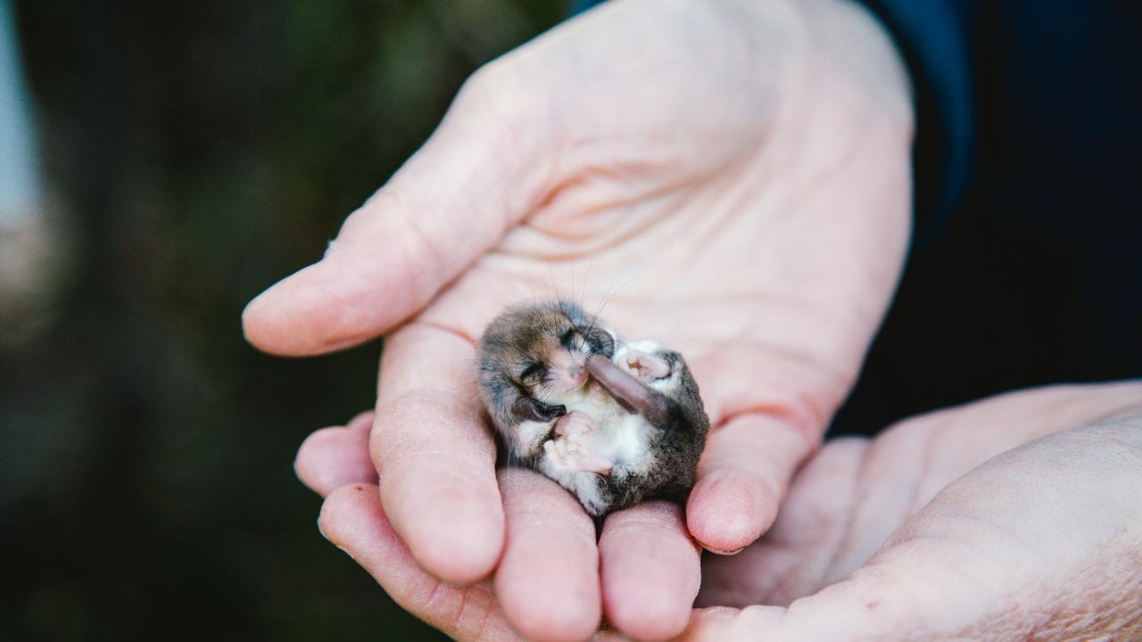 Pygmy possums need protection. Picture by Will Marwick.