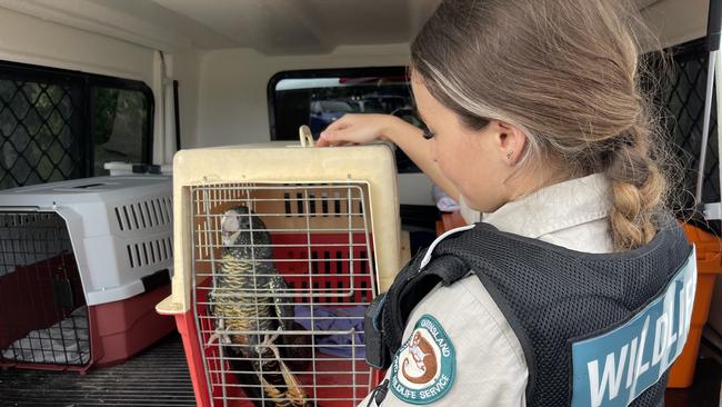 Wildlife officers took possession of three red-tailed black cockatoos an investigation concluded the seller did not have the lawful authority to sell the birds.