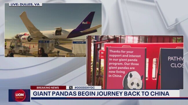 Disappointment, tears at National Zoo after giant pandas leave for