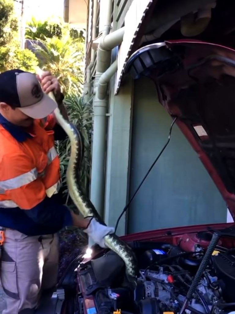 The snake catcher starts the process of removing the python. Photo: Snake Catchers Brisbane &amp; Gold Coast