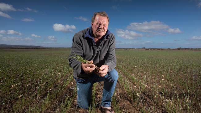 Cleve farmer Ant Harris among his wheat and pea crops during the 2018 winter drought. Picture: Robert Lang