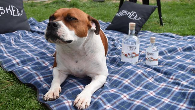 Teddy the brown and white staffy is the The Whiskery’s mascot and appears on the Teddy and the Fox Gin label. Picture: Supplied.