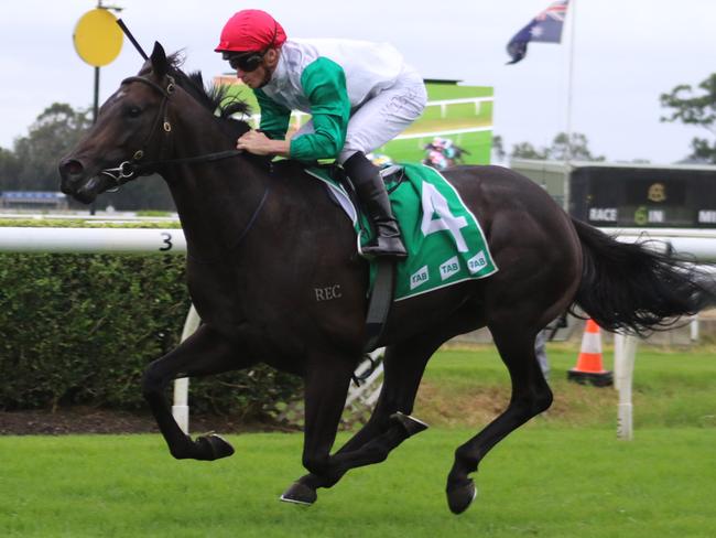 Progressive import Diamil can make the step up to Saturday grade and make it to in-a-row at Randwick on Saturday. Picture: Grant Guy