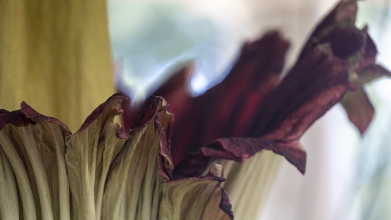 Hundreds arrive to see ‘Corpse Flower’ release its pungent smell