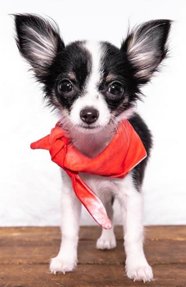Ipswich Cutest Dog Competition | Winner revealed | The Courier Mail