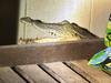 Snap cycle: Man’s jocks need a wash after croc fright in laundry